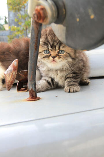 kitten persia pignose (Bandung)