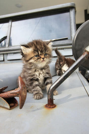 kitten persia pignose (Bandung)