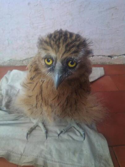 Terjual Burung Hantu Buffy Fish Owl Anakan Kaskus