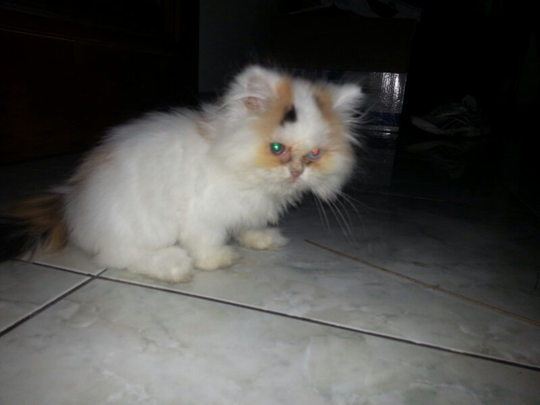 Terjual Wts Kucing Persia Mata Flip Flop Odd Eye Langka Bandung Kaskus