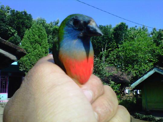Terjual Burung Pipit Sandora 3 Warna Kaskus