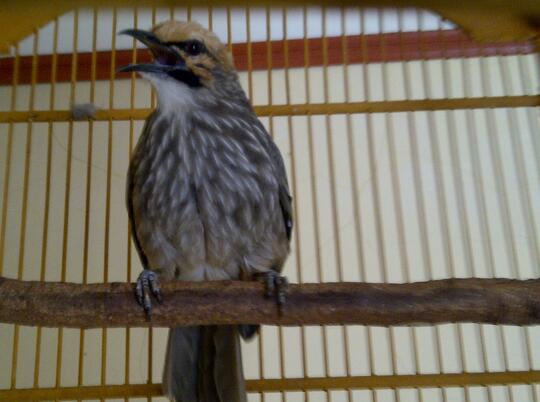 Terjual Burung Cucak Rowo Medan Muda Hutan Asli Kaskus