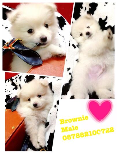 Terjual Dijual Anjing Mini Pom Puppy White 2 Bulan Kaskus