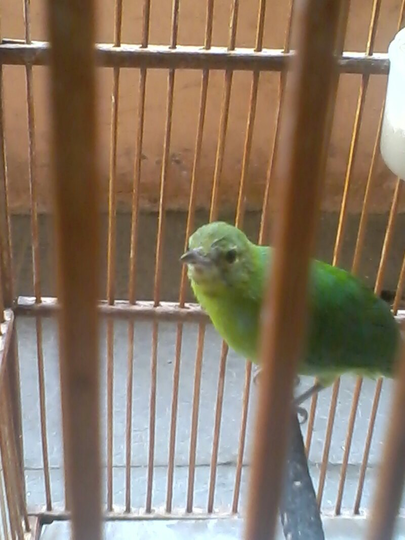 Terjual Jual Burung Cucak Ijo Mini Kaskus