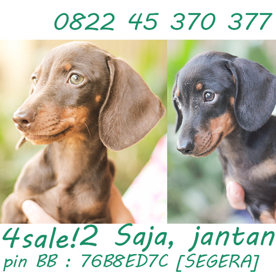 Terjual Jual Puppy Tekel Datchund Anjing Sosis Kaskus