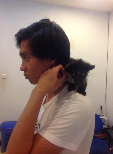 Musang Akar, Musang Lemur asli Indonesia!