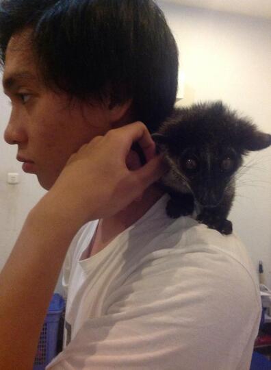 Musang Akar, Musang Lemur asli Indonesia!