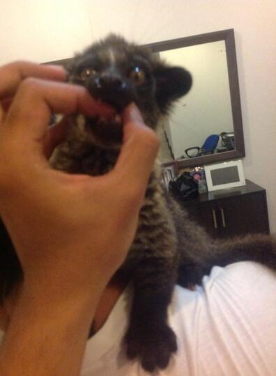 Musang Akar, Musang Lemur asli Indonesia!