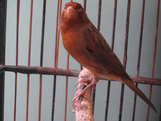 Terjual kenari jantan gacor polos non slap | KASKUS