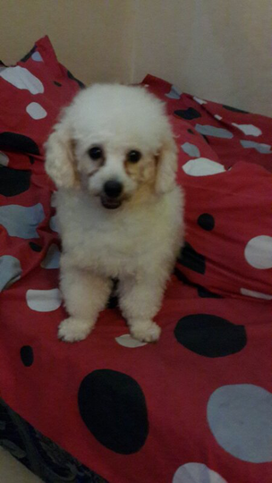 Terjual Jual Anjing Toy Poodle Putih Stb Kaskus