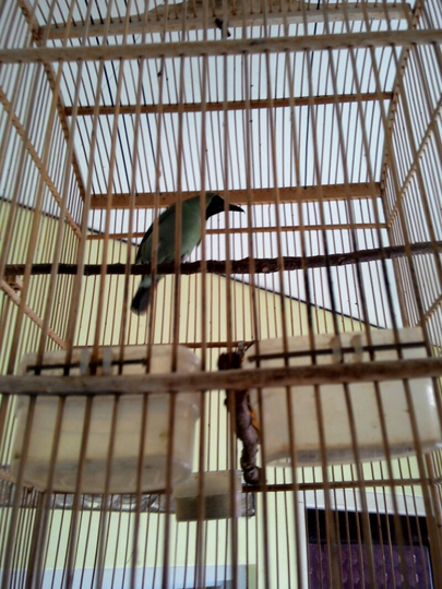cucak hijau asli jember