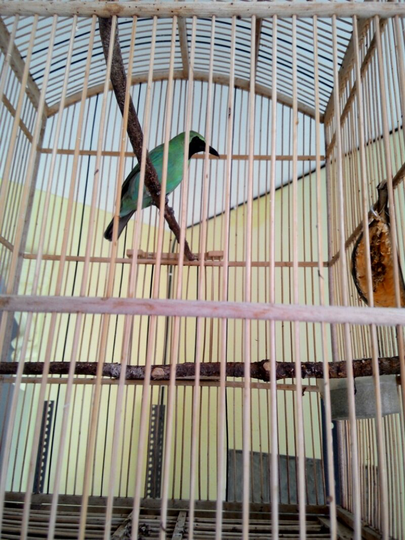 cucak hijau asli jember