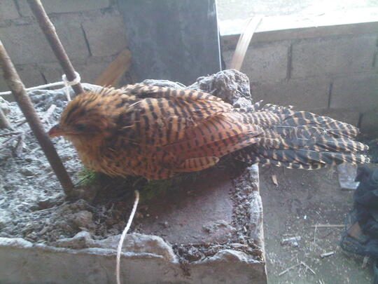 Mau Ask Dong Ini Burung Apa Kaskus