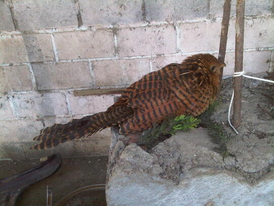 Mau Ask Dong Ini Burung Apa Kaskus