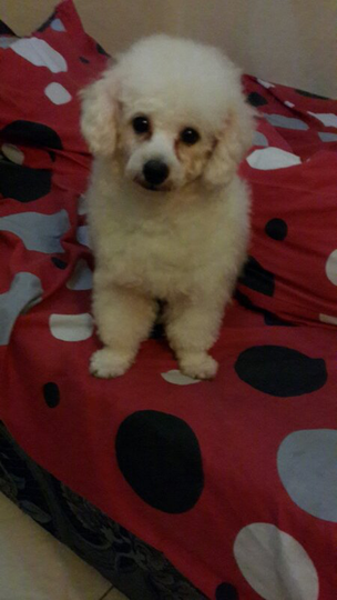 Terjual Di Jual Anjing Toy Poodle Putih 16 Bulan Stb Kaskus