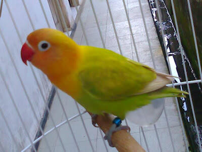 Terjual Jual Lovebird Pasjo Kaskus
