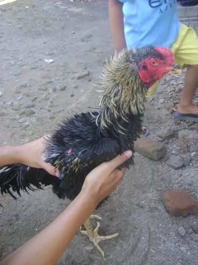 Terjual Ayam Bulu Terbalik Pitik Walik Wido Kaskus