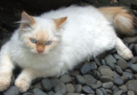 Kucing Himalaya Red Point - Flauschige Katzen