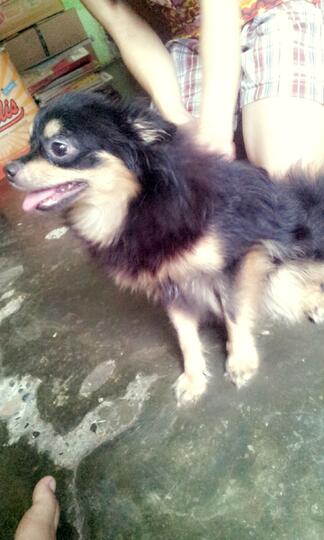 Terjual Anjing Pom Mix Chihuahua Kaskus