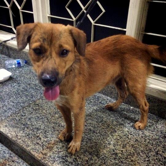 Terjual Adopsi Anjing Kaskus