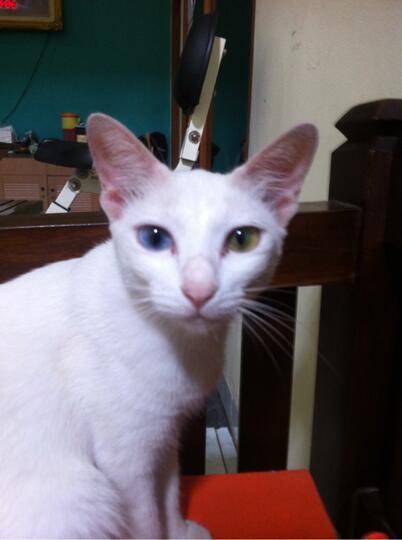 Kucing cantik dengan 2 bola mata beda warna, mati penasaran kalau 