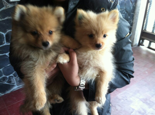 Terjual Dijual Anjing Mini Pom Party Color Surabaya Kaskus