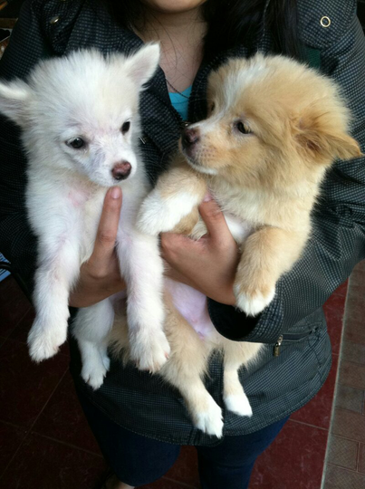 Terjual Dijual Anjing Mini Pom Party Color Surabaya Kaskus