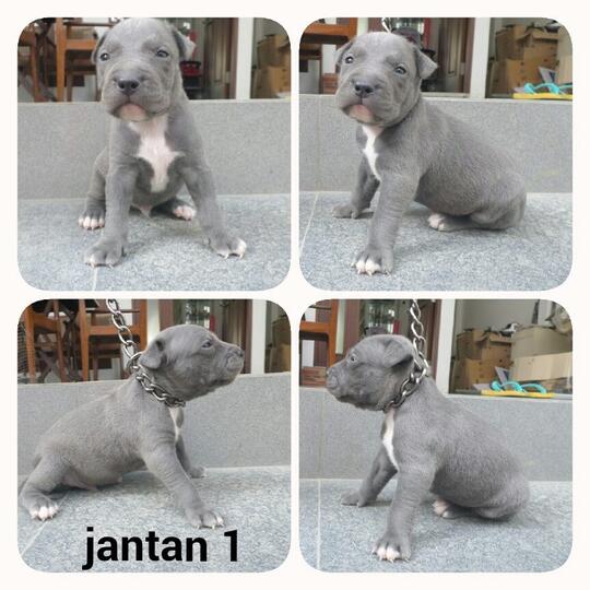 Terjual Dijual Anakan Pitbull Blue Nose Warna Abu Kaskus