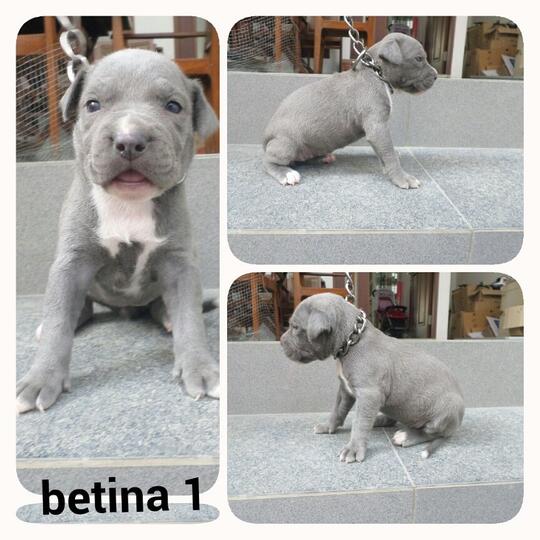 Terjual Dijual Anakan Pitbull Blue Nose Warna Abu Kaskus