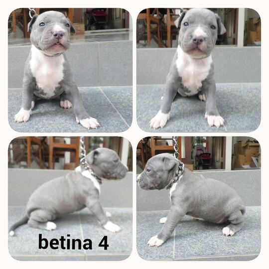 Terjual Dijual Anakan Pitbull Blue Nose Warna Abu Kaskus