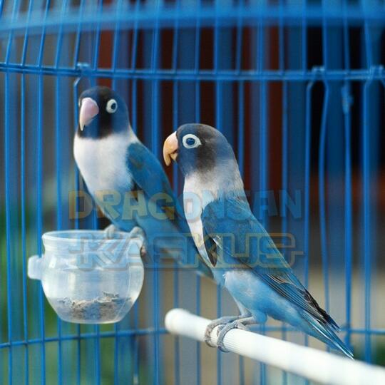 lovebird biru kepala hitam