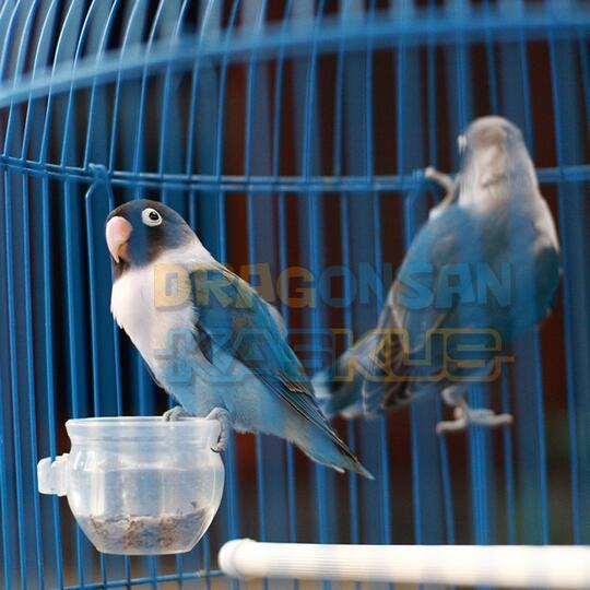 lovebird biru kepala hitam