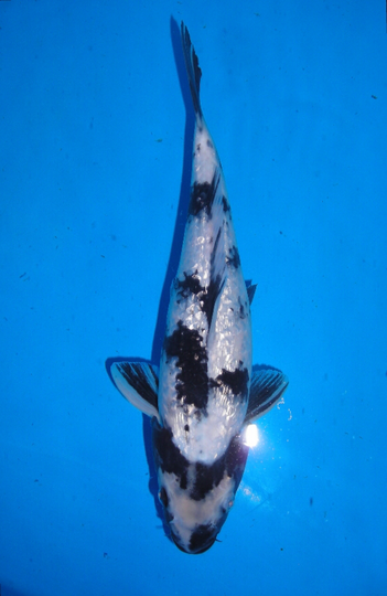 Terjual Ikan Koi Shiro Utsuri Ginrin High Quality Kaskus