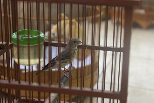 Terjual Burung Sanger Gacor Kaskus