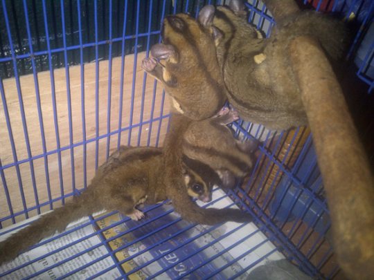sugar glider 1 koloni 3 jantan 2 betina..jual sepaket