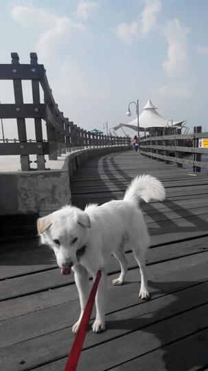 Pencinta Anjing Kintamani Bali Page 111 Kaskus