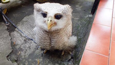 Cari Burung Hantu Bubo Warna Putih Monyet Pantai Unyu Kaskus