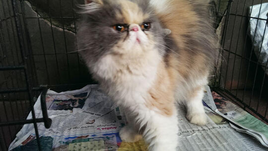Indukan Peaknose long hair dan exo berserta anak