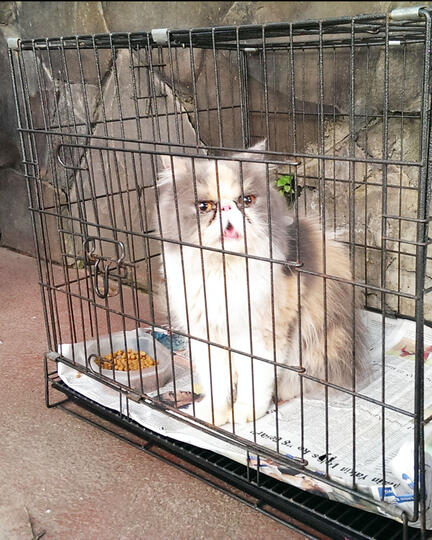 Indukan Peaknose long hair dan exo berserta anak