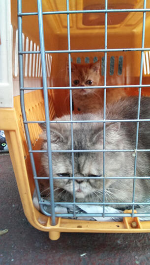 Indukan Peaknose long hair dan exo berserta anak