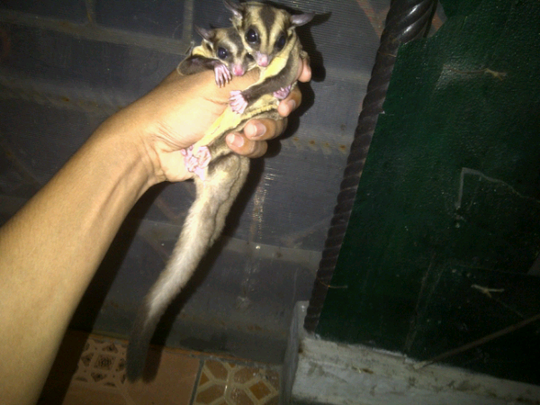sugar glider spasang usia 9 bulan
