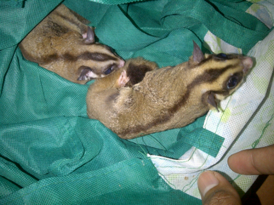 sugar glider spasang usia 9 bulan