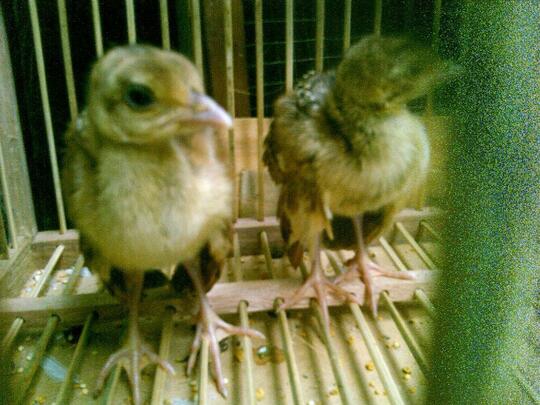 Terjual Jual Burung Merak Biru Dan Merak Putih Kaskus