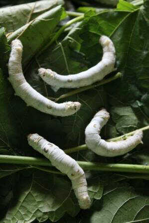 Serat yang berasal dari larva ulat sutera yang digunakan untuk membentuk kepompong disebut