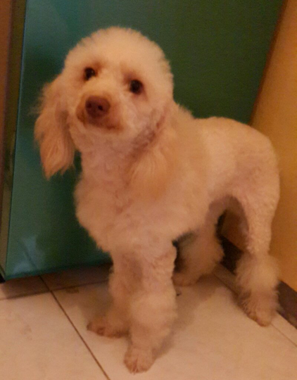 Terjual Jual Anjing Poodle Miniature Warna Apricot 12 Bln