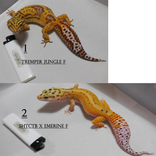 Terjual Wts Leopard Gecko Jungle Stripe Edition Harga Lebaran