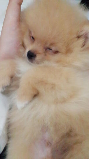 Terjual Mini Pomeranian Kaskus