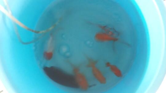 pensiun aquarium : 5 ikan koki, 1 blackghost, dan baannnyyaakkk bonus...