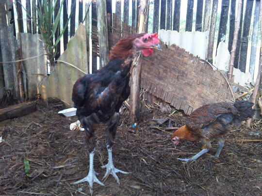 peternakan ayam pelung di bogor