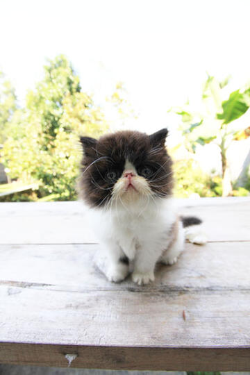 kitten persia peak nose (Bandung)